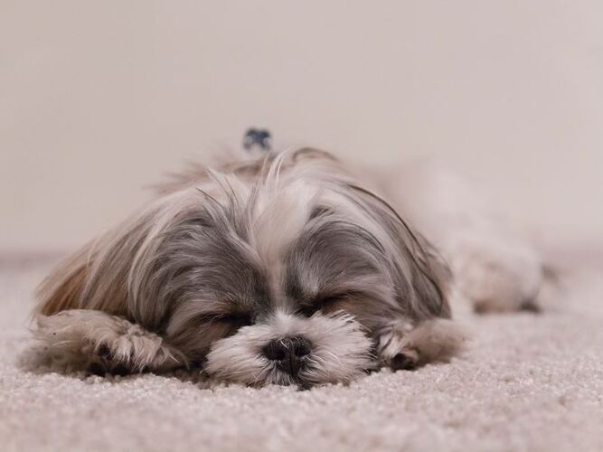 Afternoon Slump